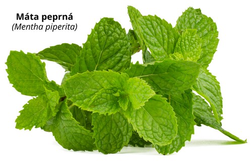 Máta peprná